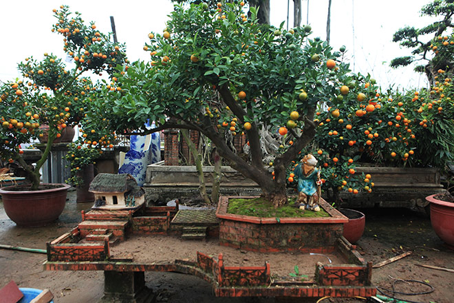 Đẹp mê hồn, quất tiểu cảnh cây đa giếng nước sân đình